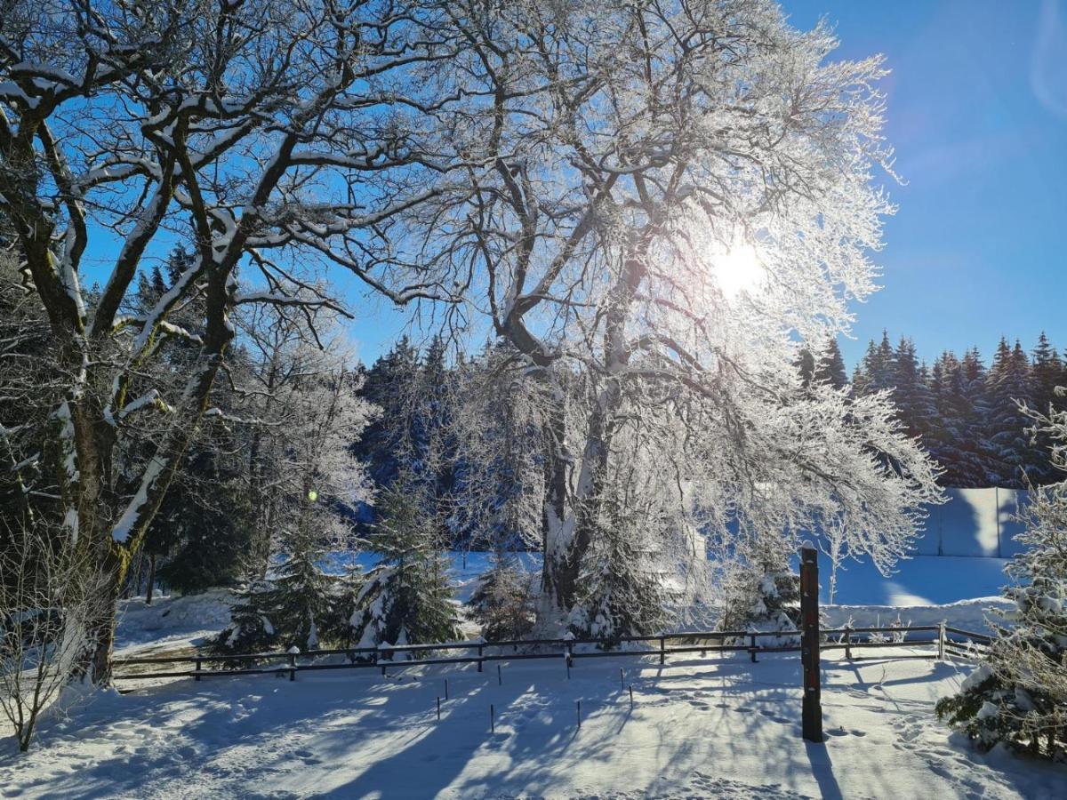 Ferienwohnung Im Wald, Fuer Naturfreunde Clausthal-Zellerfeld Exteriér fotografie