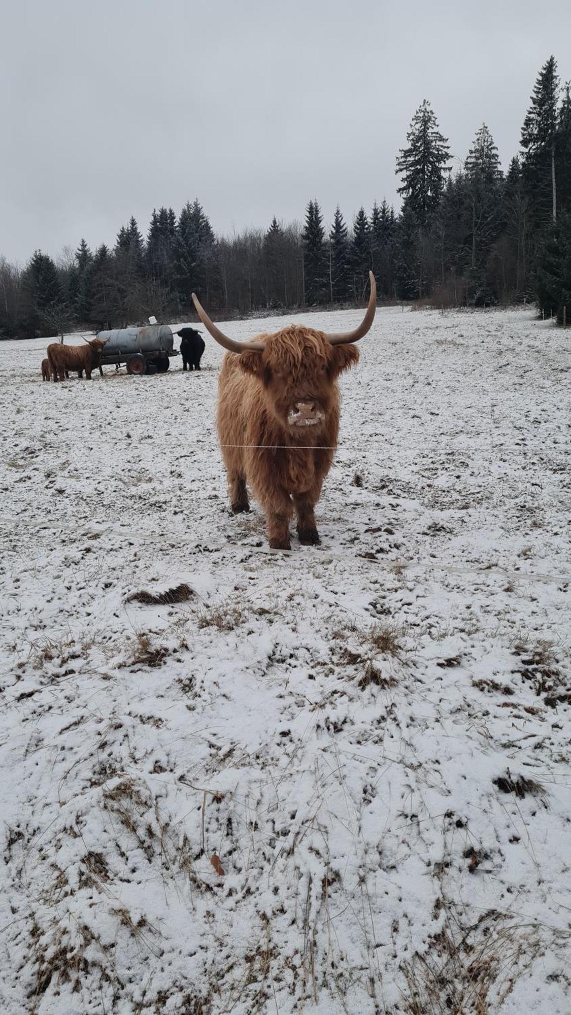 Ferienwohnung Im Wald, Fuer Naturfreunde Clausthal-Zellerfeld Exteriér fotografie